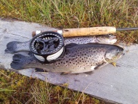 Fiske i SÃƒÆ’Ã†â€™Ãƒâ€ Ã¢â‚¬â„¢ÃƒÆ’Ã¢â‚¬ ÃƒÂ¢Ã¢â€šÂ¬Ã¢â€žÂ¢ÃƒÆ’Ã†â€™ÃƒÂ¢Ã¢â€šÂ¬ ÃƒÆ’Ã‚Â¢ÃƒÂ¢Ã¢â‚¬Å¡Ã‚Â¬ÃƒÂ¢Ã¢â‚¬Å¾Ã‚Â¢ÃƒÆ’Ã†â€™Ãƒâ€ Ã¢â‚¬â„¢ÃƒÆ’Ã‚Â¢ÃƒÂ¢Ã¢â‚¬Å¡Ã‚Â¬ ÃƒÆ’Ã†â€™Ãƒâ€šÃ‚Â¢ÃƒÆ’Ã‚Â¢ÃƒÂ¢Ã¢â€šÂ¬Ã…Â¡Ãƒâ€šÃ‚Â¬ÃƒÆ’Ã‚Â¢ÃƒÂ¢Ã¢â€šÂ¬Ã…Â¾Ãƒâ€šÃ‚Â¢ÃƒÆ’Ã†â€™Ãƒâ€ Ã¢â‚¬â„¢ÃƒÆ’Ã¢â‚¬ ÃƒÂ¢Ã¢â€šÂ¬Ã¢â€žÂ¢ÃƒÆ’Ã†â€™Ãƒâ€šÃ‚Â¢ÃƒÆ’Ã‚Â¢ÃƒÂ¢Ã¢â€šÂ¬Ã…Â¡Ãƒâ€šÃ‚Â¬ÃƒÆ’Ã¢â‚¬Â¦Ãƒâ€šÃ‚Â¡ÃƒÆ’Ã†â€™Ãƒâ€ Ã¢â‚¬â„¢ÃƒÆ’Ã‚Â¢ÃƒÂ¢Ã¢â‚¬Å¡Ã‚Â¬Ãƒâ€¦Ã‚Â¡ÃƒÆ’Ã†â€™ÃƒÂ¢Ã¢â€šÂ¬Ã…Â¡ÃƒÆ’Ã¢â‚¬Å¡Ãƒâ€šÃ‚Â¤len
