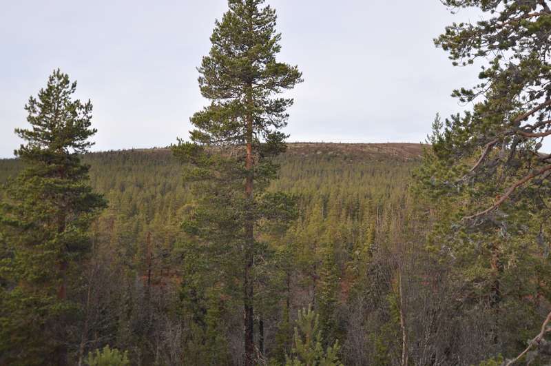 Utsikt från stugan