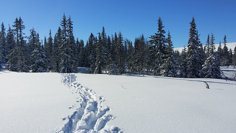 Utsikt från stugan 