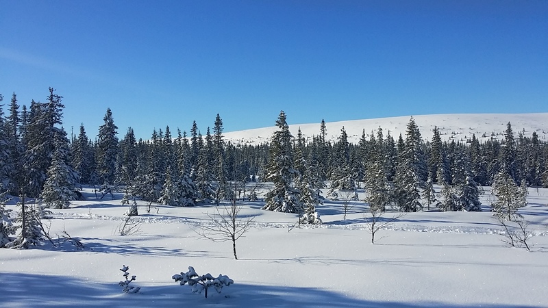 utsikt från stugan